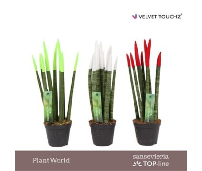 SANSEVIERIA CYLINDRICA VELOURS