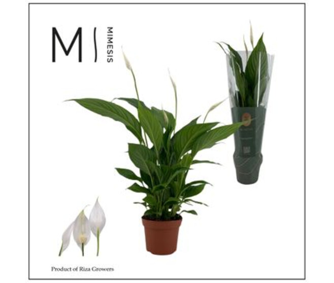SPATHIPHYLLUM STRAUSS DECORUM