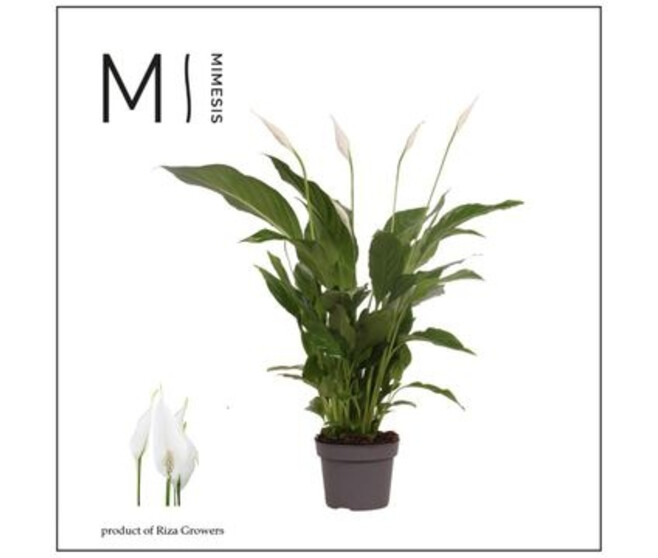 SPATHIPHYLLUM STRAUSS DECORUM