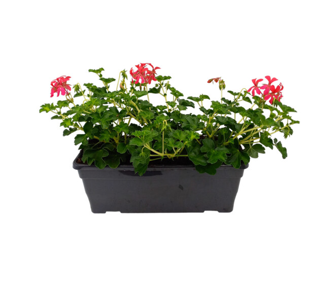 GERANIUM LIERRE SIMPLE JARD COLOREE