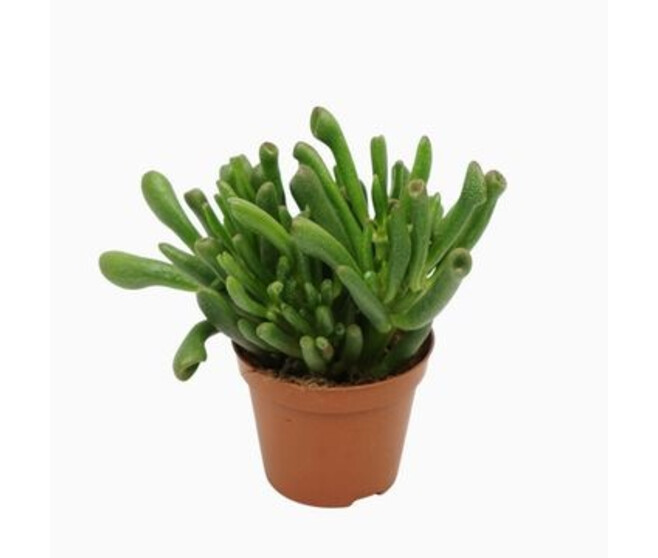 CRASSULA GOLLUM