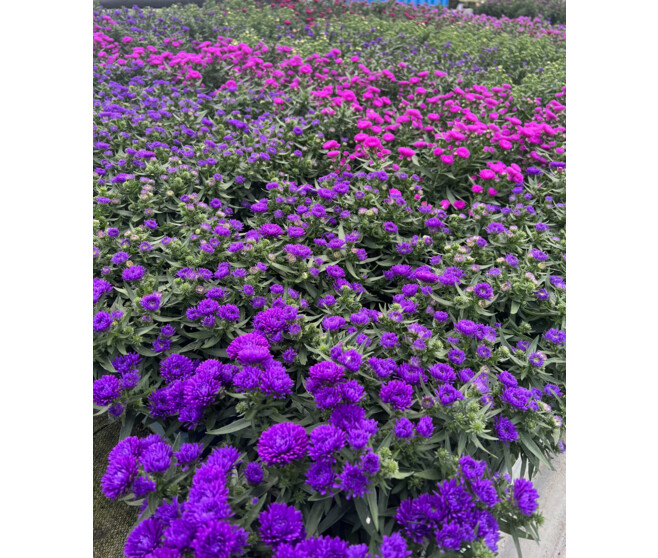 ASTER BQ6