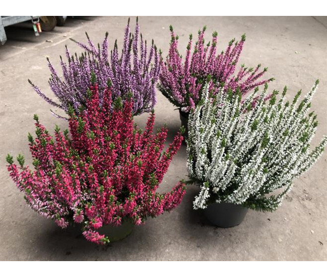 ERICA CALLUNA GARDEN GIRLS