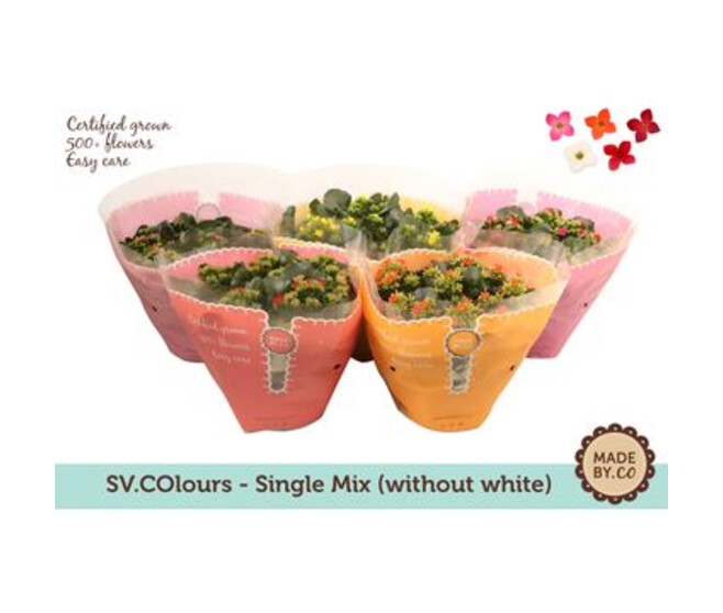 KALANCHOE 6PP VARIE COUPE