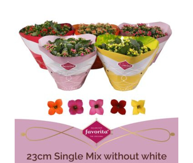KALANCHOE 6PP VARIE COUPE