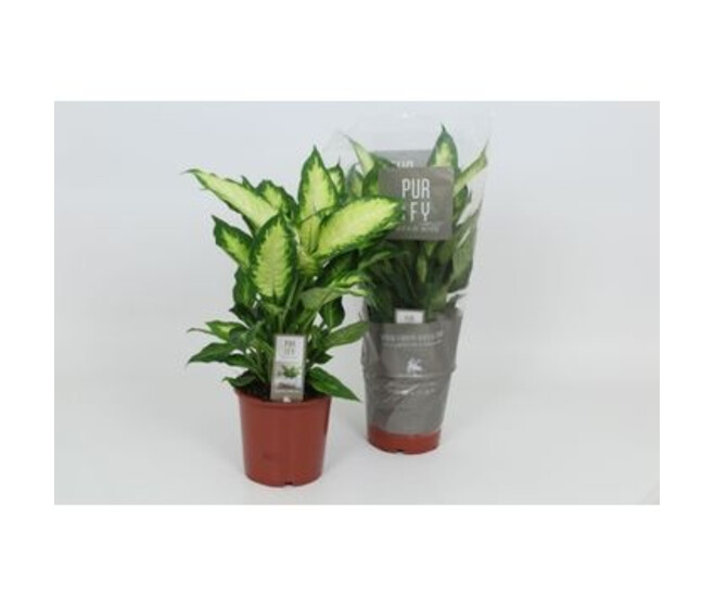 DIEFFENBACHIA CAMILLA