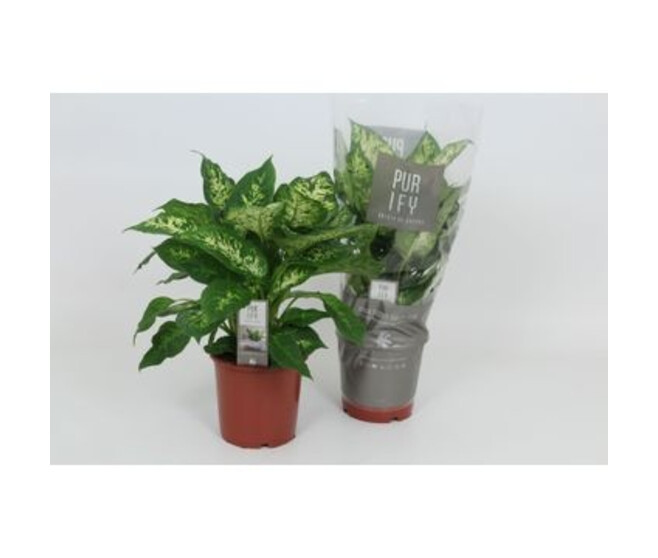 DIEFFENBACHIA COMPACTA