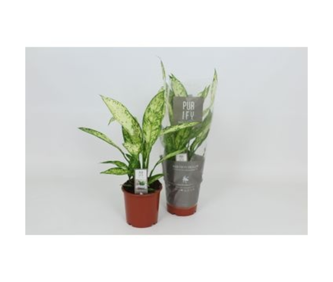 DIEFFENBACHIA VESUVIUS