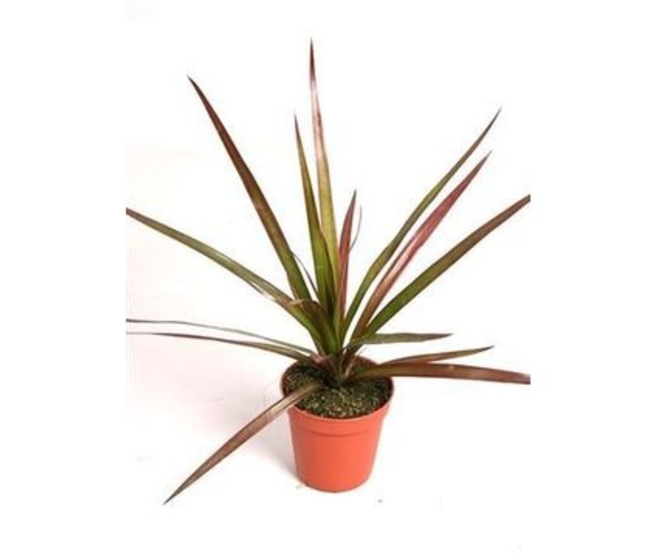 DRACAENA MAGENTA TETE