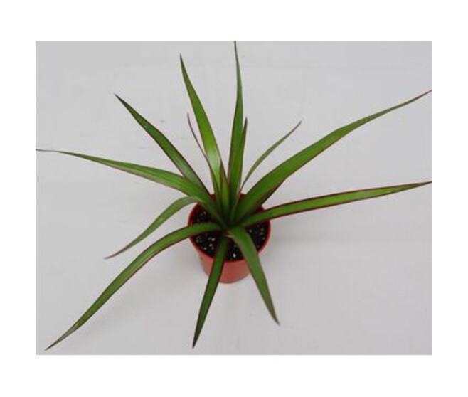 DRACAENA MARGINATA TETE