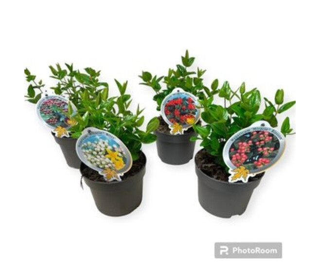 HYPERICUM VARIE