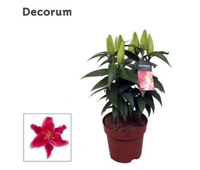 LILIUM STARLIGHT EXPRESS ROSE 4PP