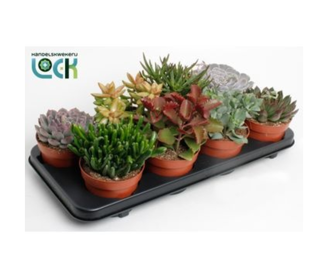 SUCCULENTE VARIEE