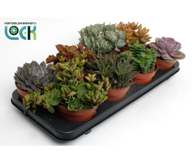 SUCCULENTE VARIEE