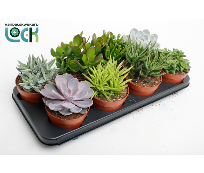 SUCCULENTE VARIEE