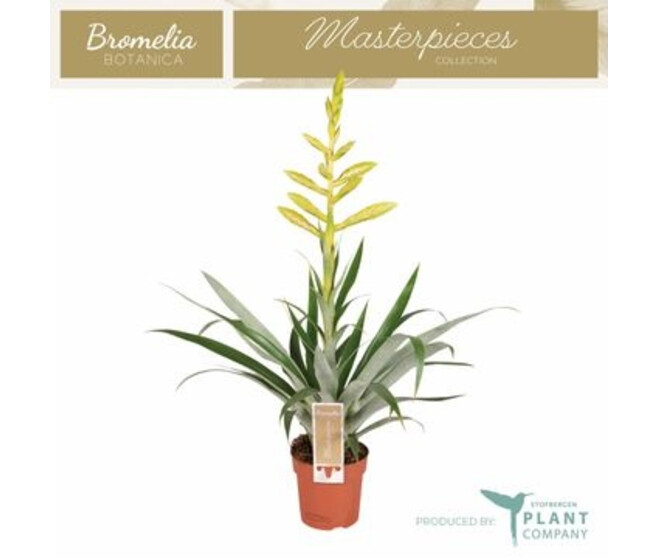 TILLANDSIA OERSTEDIANA