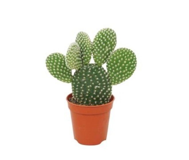 CACTUS OPUNTIA
