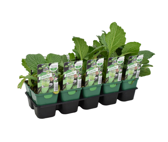 BOURRACHE OFFICINALE