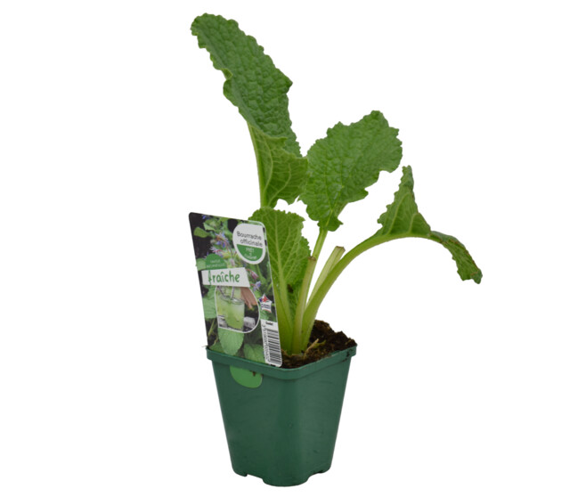 BOURRACHE OFFICINALE