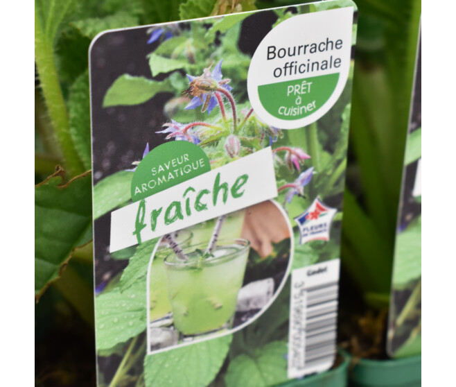 BOURRACHE OFFICINALE