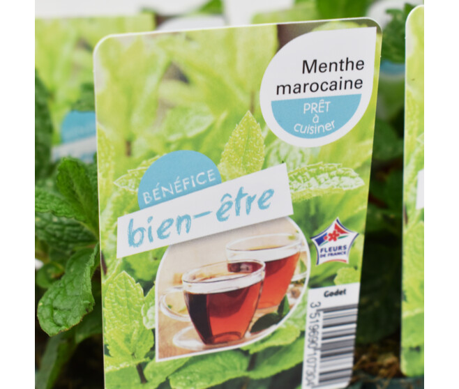 MENTHE MAROCAINE