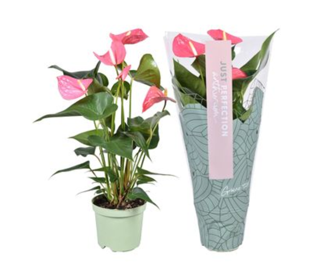 ANTHURIUM ANDREANUM MAINE ROSE