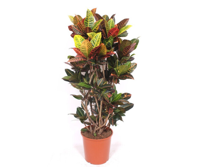 CROTON PETRA RAMIFIE