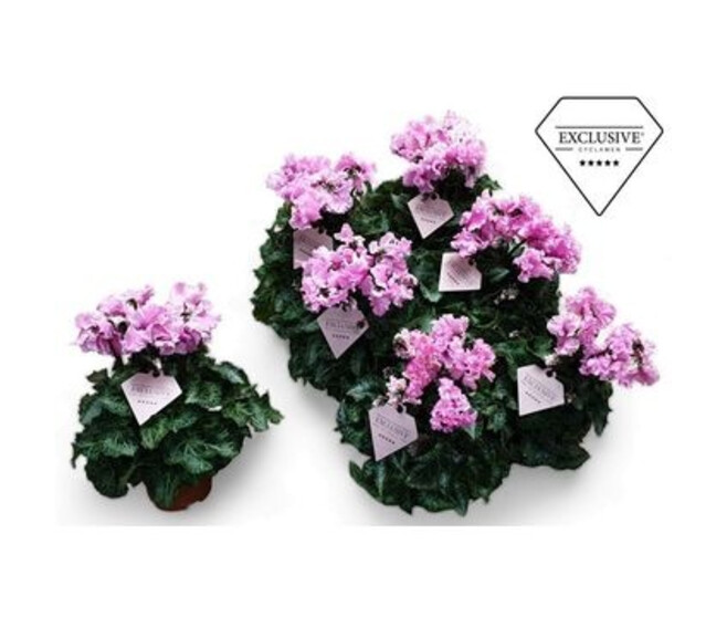 CYCLAMEN MERENQUE ROSE