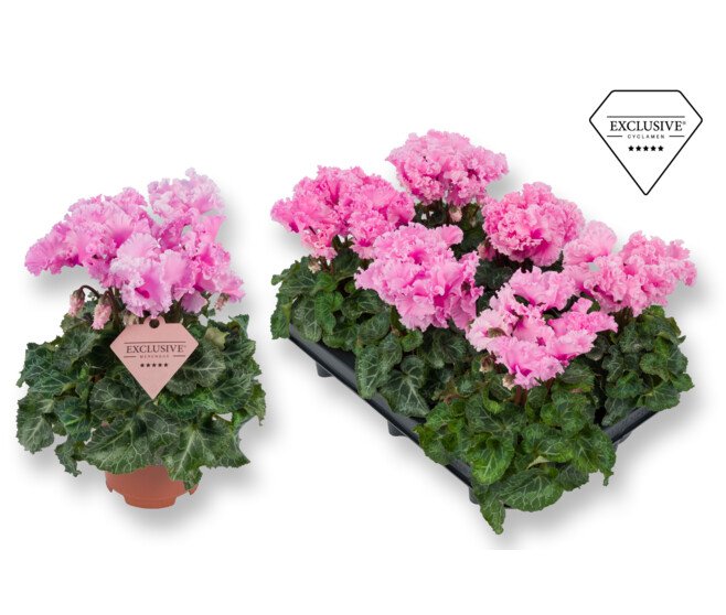 CYCLAMEN MERENQUE ROSE