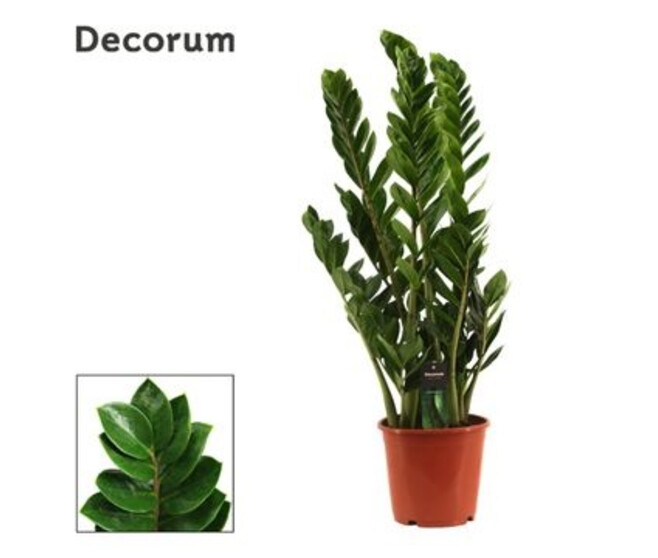 ZAMIOCULCAS DECORUM