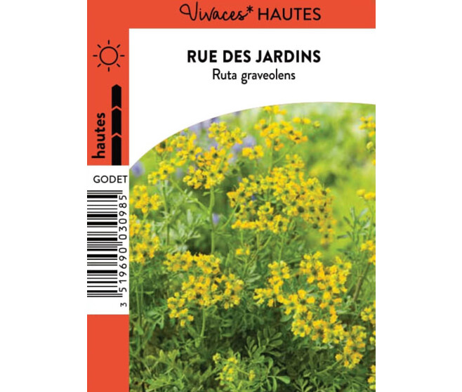 RUTA GRAVEOLENS BQ10