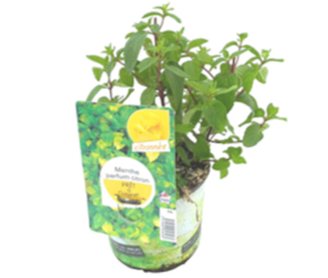 MENTHE CITRON