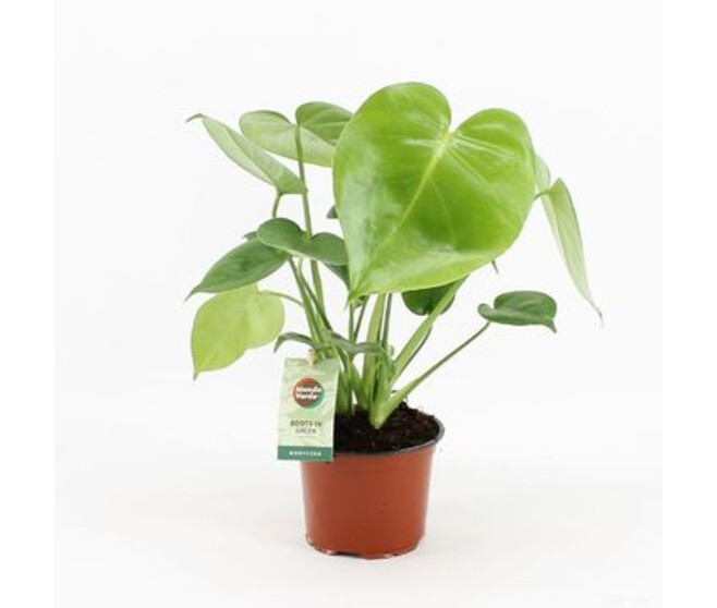 PHILODENDRON MONSTERA