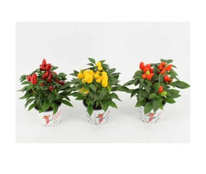 CAPSICUM MAMBO