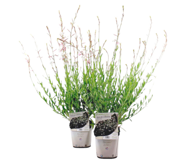 GAURA LINDHEIMERI SHORT FORM