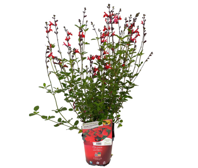 SAUGE GRAHAMII ROUGE