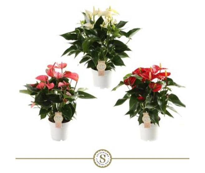 ANTHURIUM ANDREANUM CHAMPION VARIES