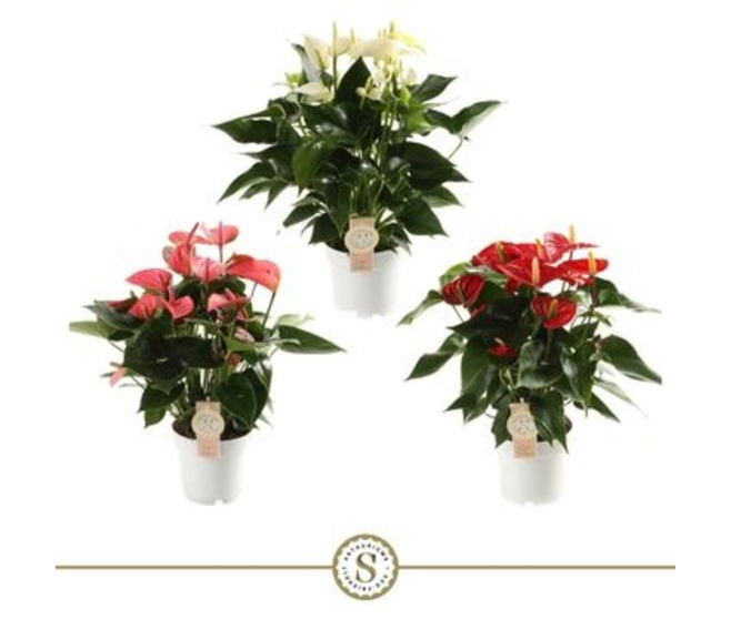 ANTHURIUM ANDREANUM CHAMPION VARIES