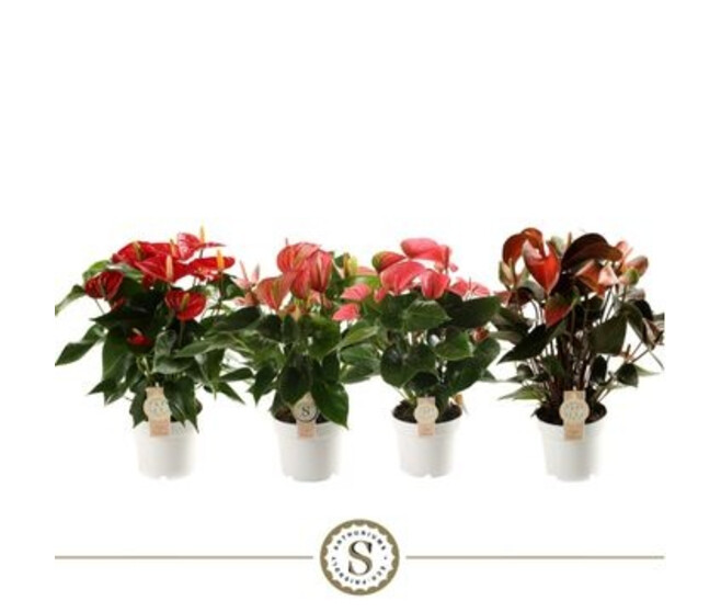 ANTHURIUM ANDREANUM CHAMPION VARIES