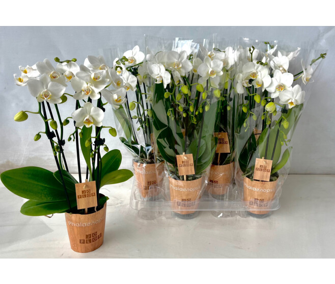 PHALAENOPSIS 3BR BLANC