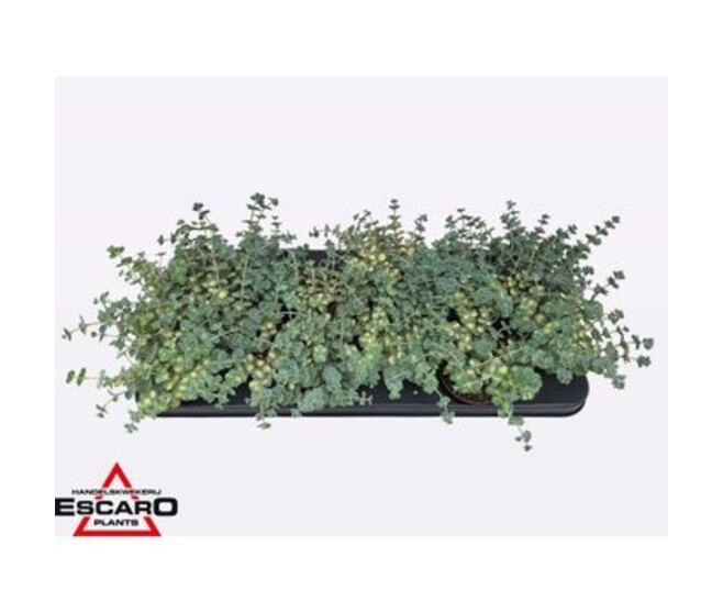 SEDUM SIEBOLDII MEDIOVARIEGATUM
