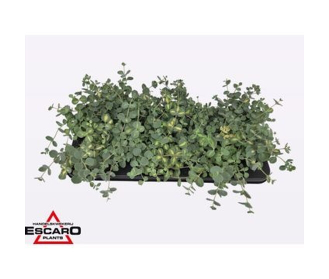 SEDUM SIEBOLDII MEDIOVARIEGATUM
