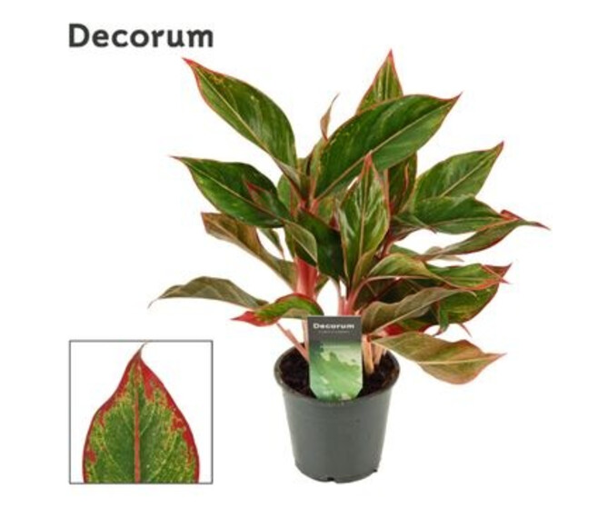 AGLAONEMA KING OF SIAM