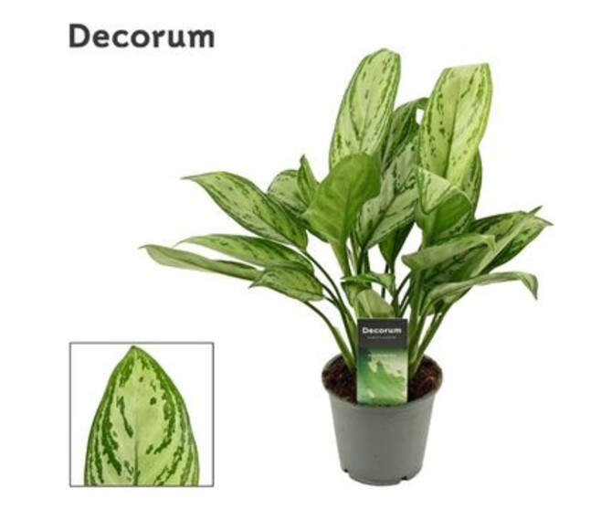 AGLAONEMA MARIA CHRISTINA