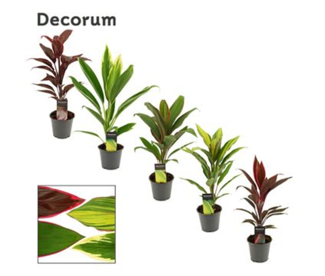 CORDYLINE VARIEE DECORUM