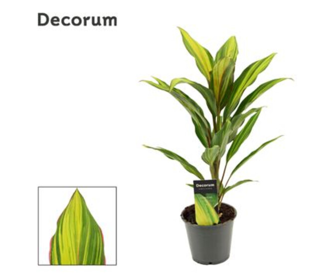 CORDYLINE KIWI DECORUM
