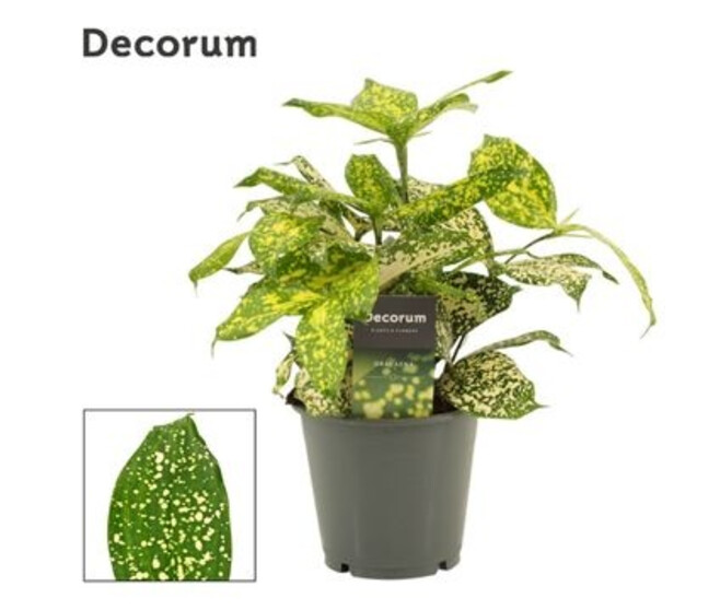 DRACAENA FLORIDA BEAUTY DECORUM
