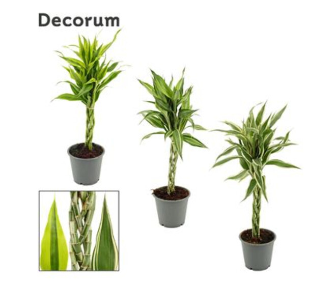DRACAENA SANDERIANA TRESSE