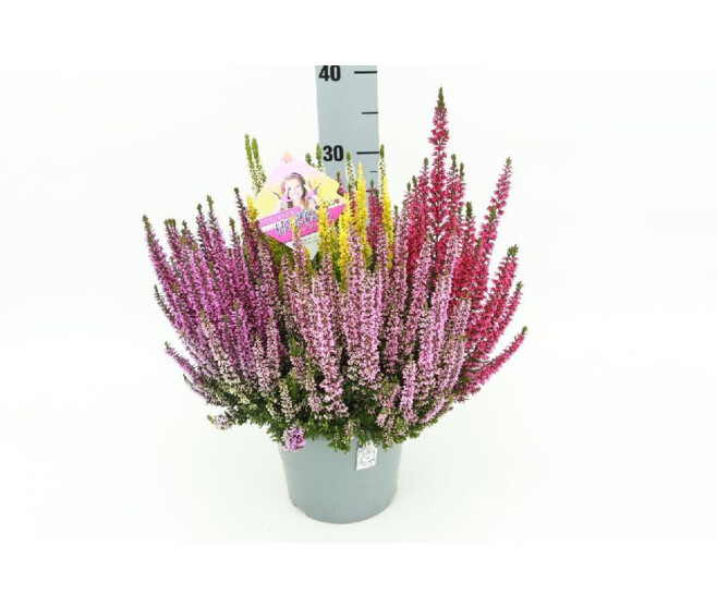 ERICA CALLUNA 5COULEURS