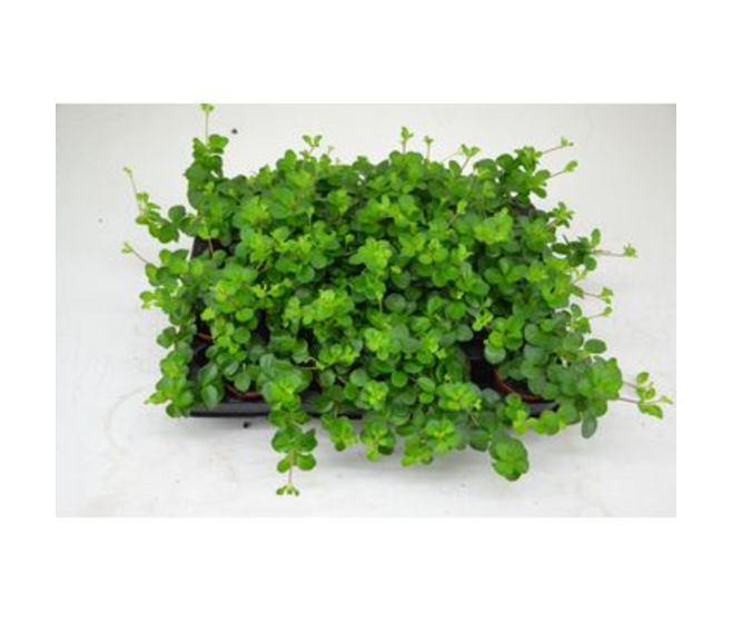 PEPEROMIA ROTUNDIFOLIA